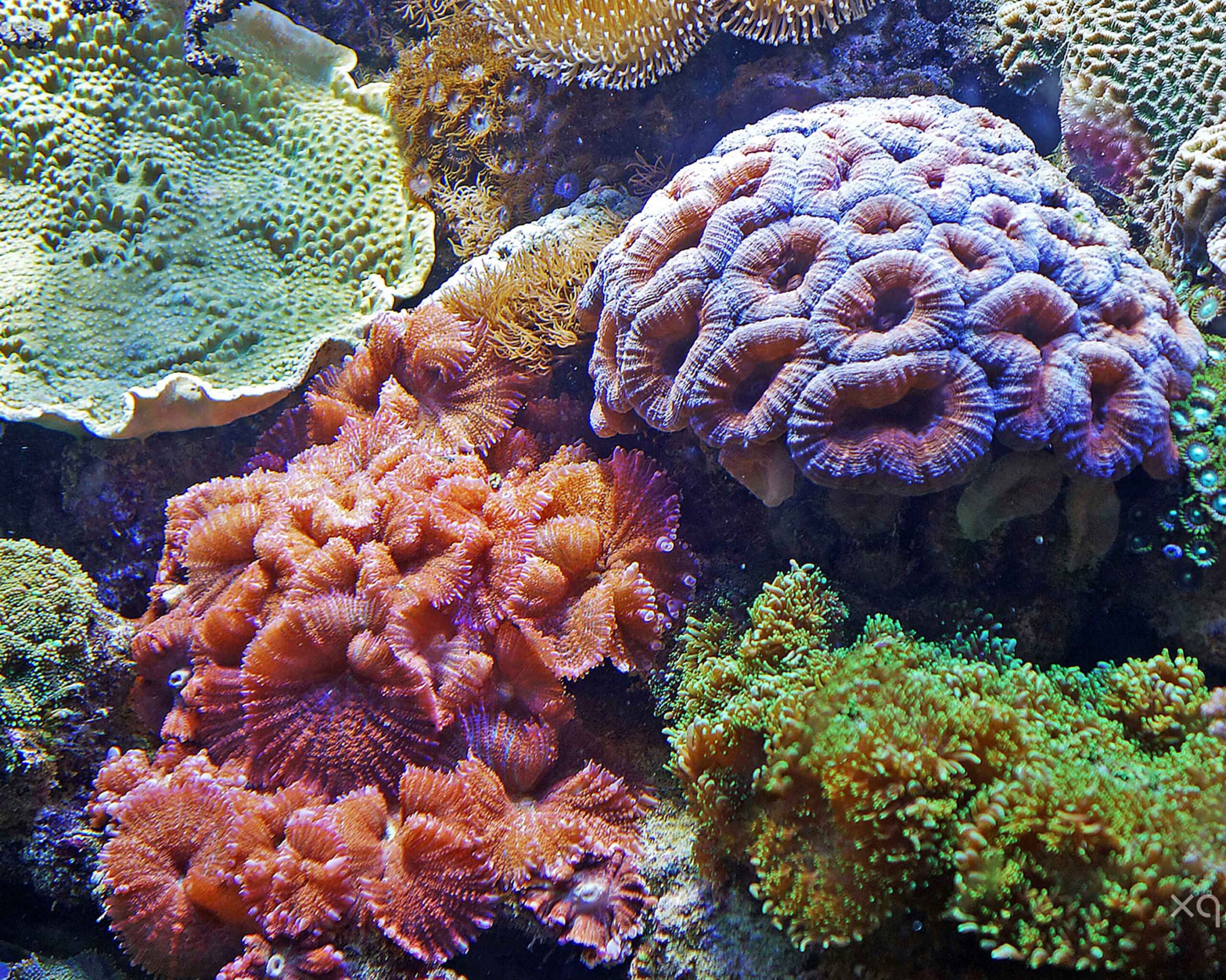 Unlocking the Secrets of Saltwater Fish Food