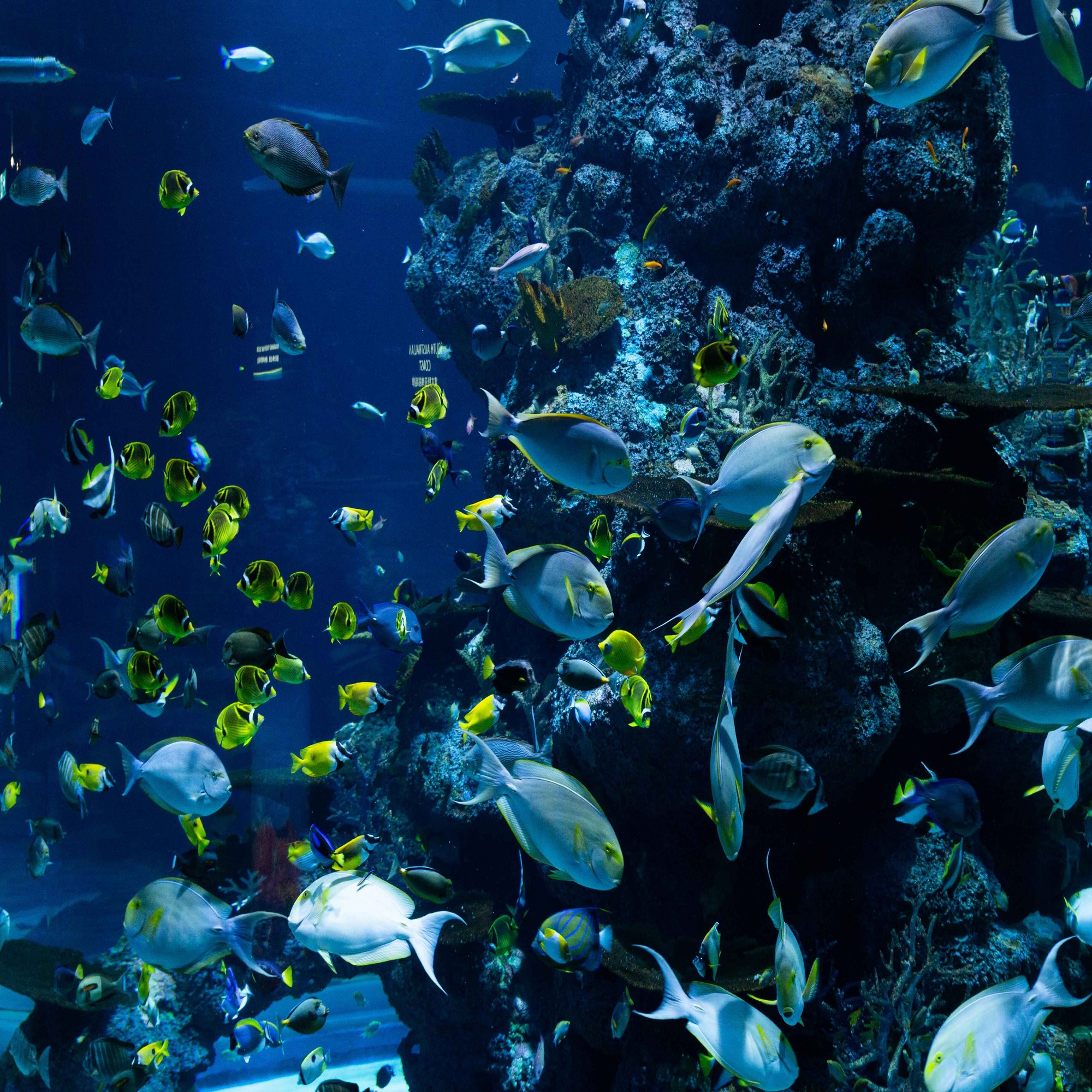 How to Keep Your Aquarium: Fundamentals for Aquatic Enthusiasts