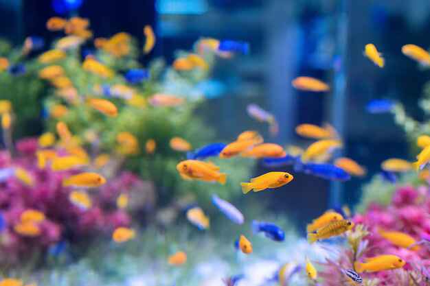 Building an Equilibrated and Sustainable Saltwater Aquarium