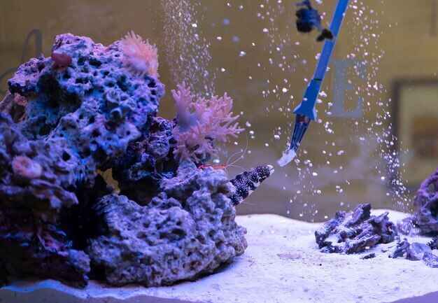 Everything You Need to Know About Coral Care: From Tank Size to Identifying Coral Death