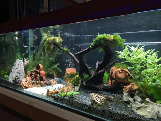 fish tank