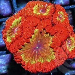 Blastomussa Orange with Yellow Rim