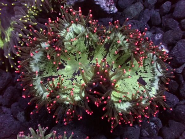 Electric red tip Elegance