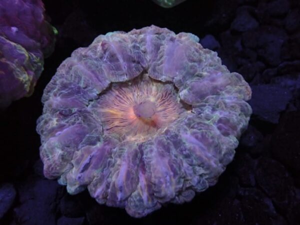 Purple with gold mouth