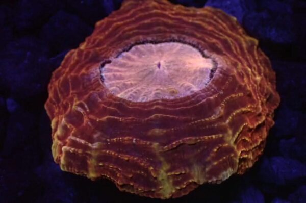 Acantho Red With Yellow and Pink  Mouth