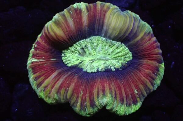 Flat Open Brain Coral