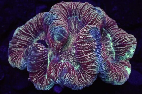 Open Brain Coral