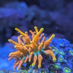 Blastomussa Orange with Yellow Rim