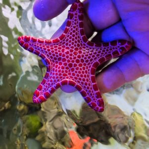 Biscuit Stars