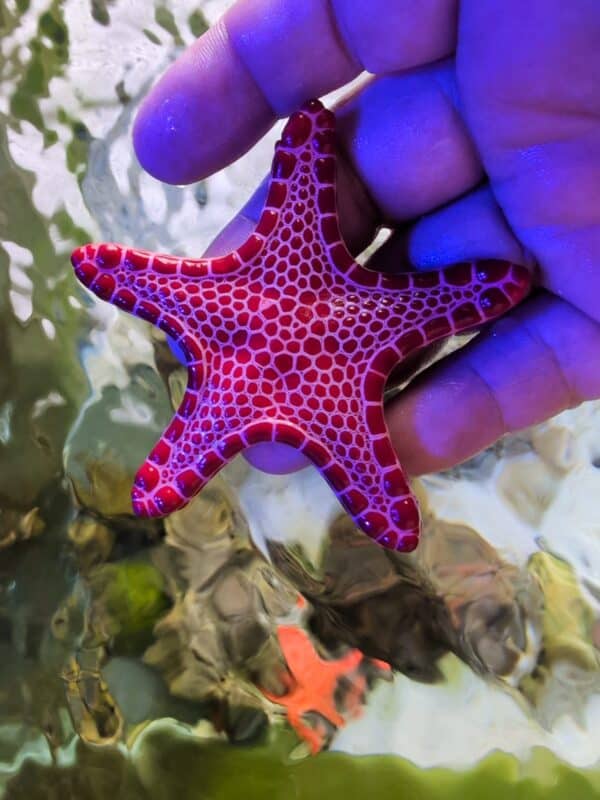Biscuit Stars